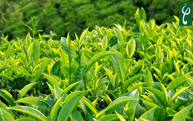 trà xanh là thành phần phổ biến trong sản phẩm sữa rửa mặt da dầu