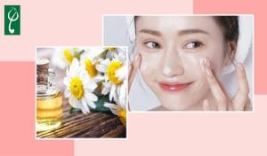 Gia công mỹ phẩm chiết xuất hoa cúc