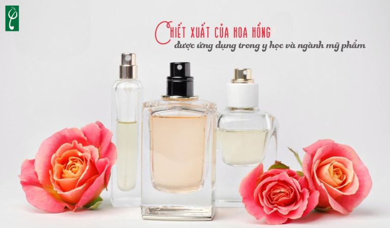 Gia công mỹ phẩm chiết xuất hoa hồng
