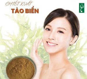 Gia công mỹ phẩm chiết xuất tảo biển
