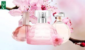 Gia công nước hoa hương hoa anh đào