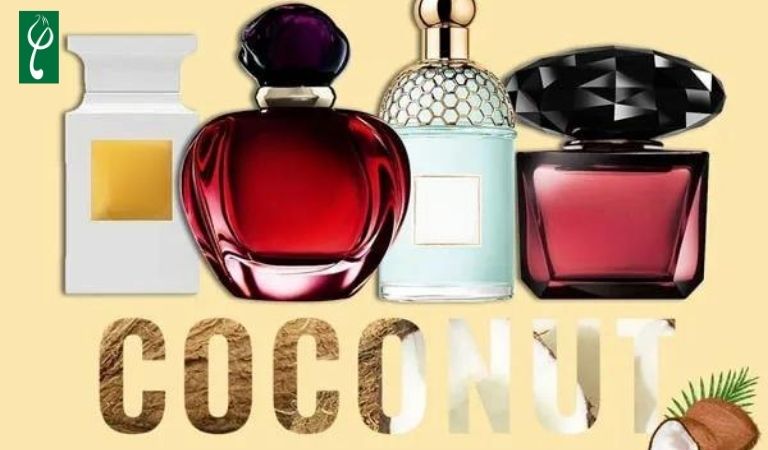 gia công nước hoa hương dừa