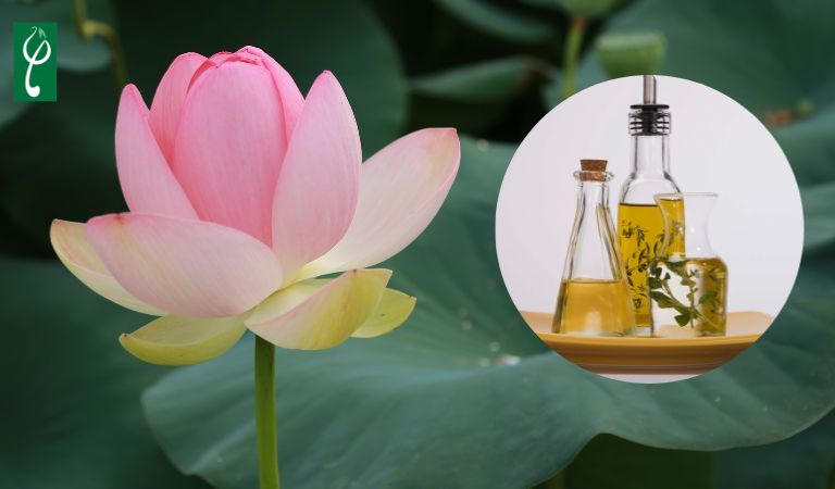Gia công nước hoa hương sen