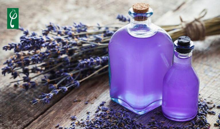 Gia công nước hoa oải hương