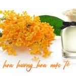 gia công nước hoa hương hoa mộc tê