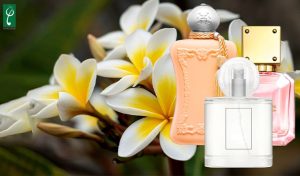 gia công nước hoa hương hoa sứ