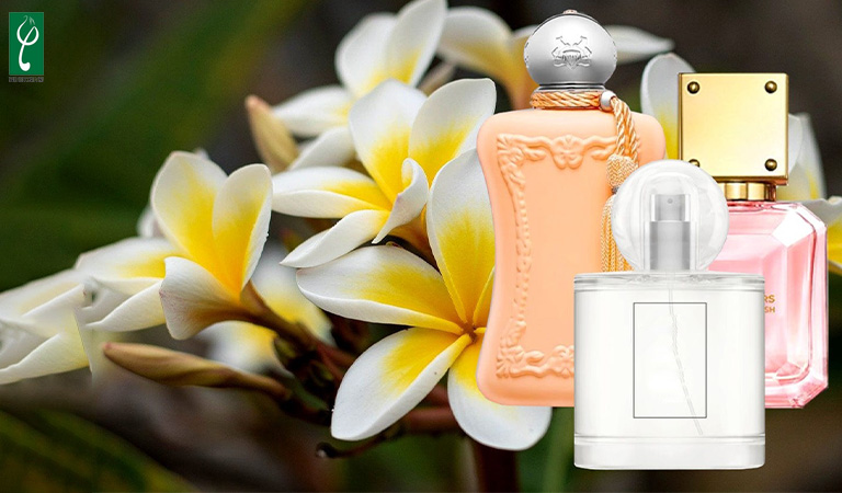 gia công nước hoa hương hoa sứ