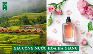 gia công nước hoa Hà Giang
