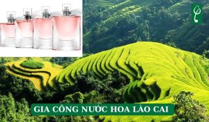 gia công nước hoa Lào Cai