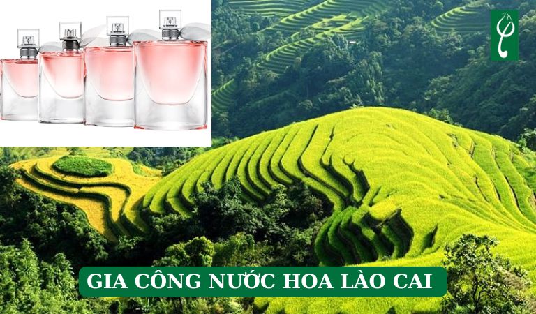 gia công nước hoa Lào Cai