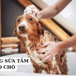 gia công sữa tắm cho chó