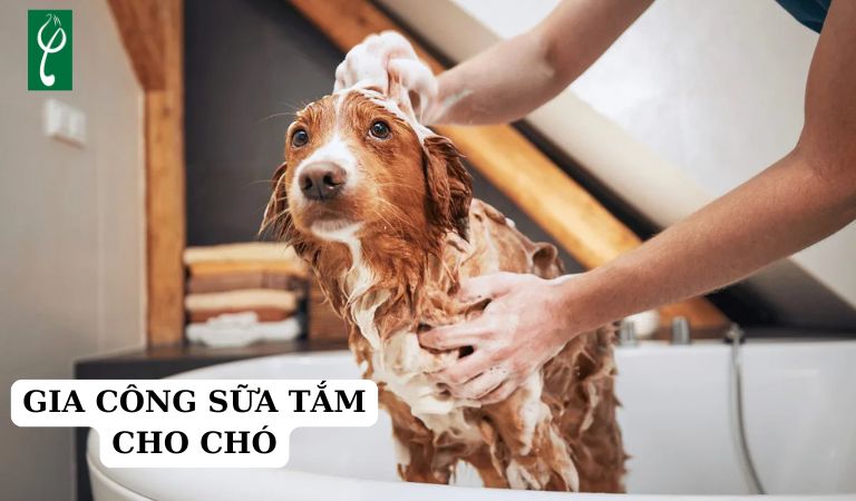 gia công sữa tắm cho chó