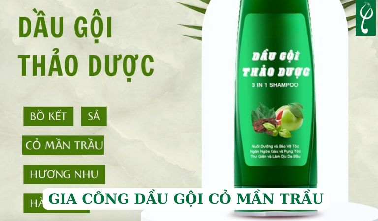 gia công dầu gội cỏ mần trầu