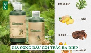 Gia công dầu gội trắc bá diệp