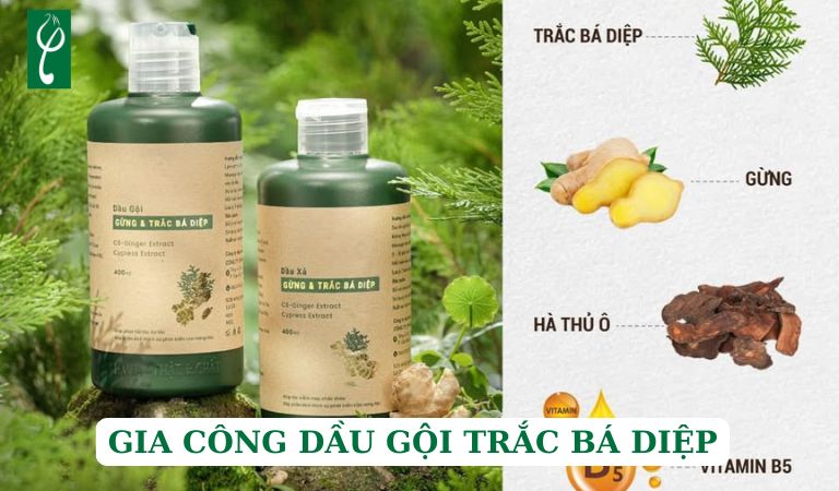 Gia công dầu gội trắc bá diệp