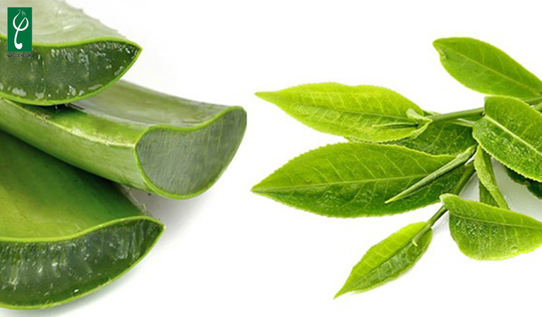 Trà xanh và lô hội là hai thành phần được sử dụng bổ biến trong sản xuất sữa tắm dược liệu gia công sữa tắm dược liệu