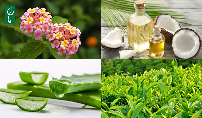 gia công dầu gội hoa ngũ sắc
