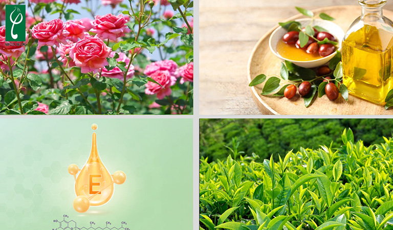 gia công nước hoa vùng kín an toàn
