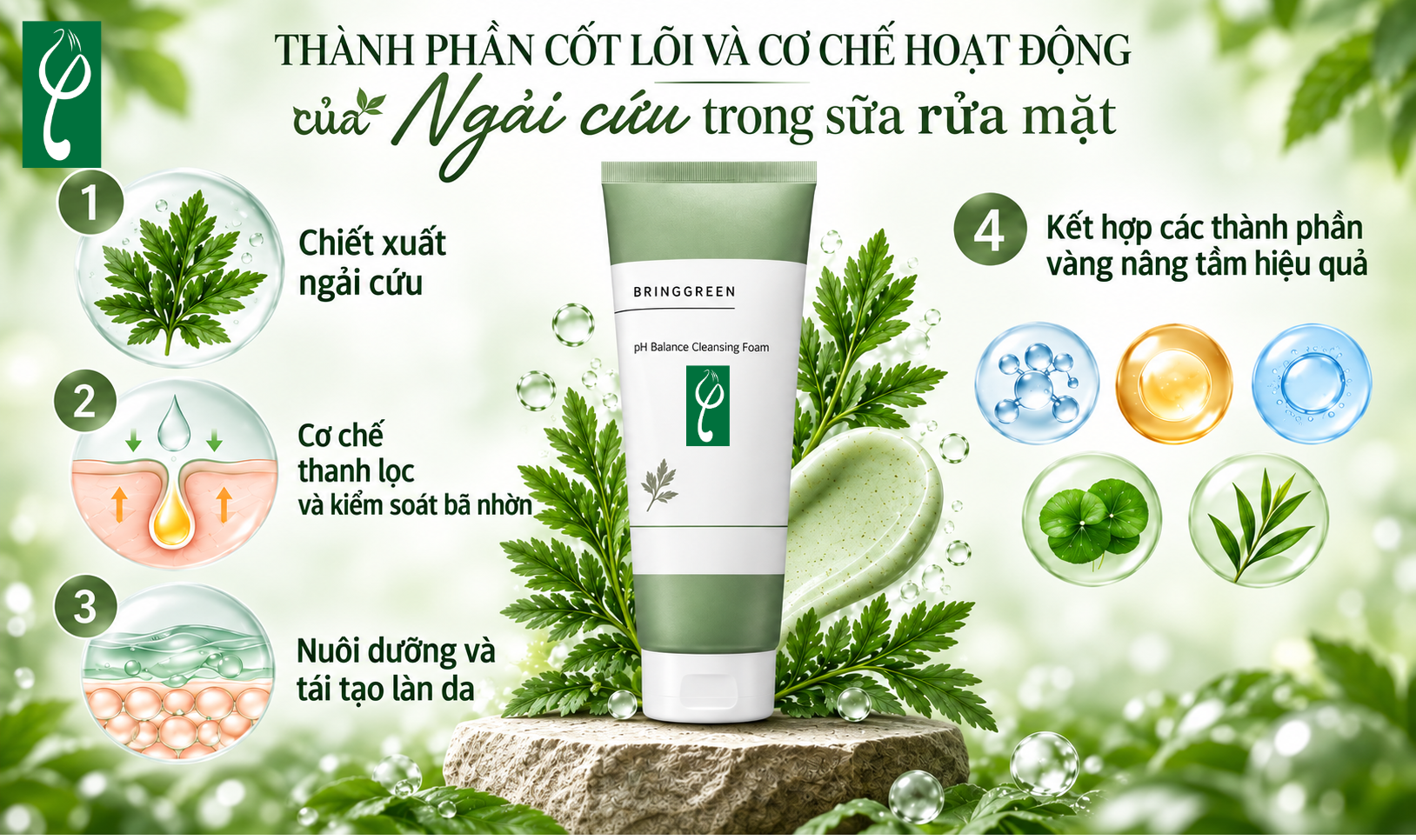 Gia công sữa rửa mặt ngải cứu - Giải pháp đột phá cho làn da nhạy cảm Thành phần cốt lõi và cơ chế hoạt động của ngải cứu trong sữa rửa mặt